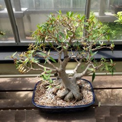 ъ26 Фикус Ficus cordata - Галерея