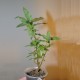 Фикус Ficus cordata