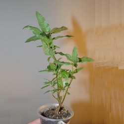 ъ26 Фикус Ficus cordata - Галерея