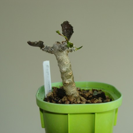 Euphorbia ambovombensis