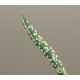 Gasteria nitida armstrongii
