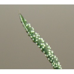 Gasteria nitida armstrongii