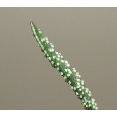 Gasteria nitida armstrongii