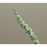 Гастерия Gasteria verrucosa - детка