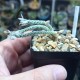 Avonia harveryi