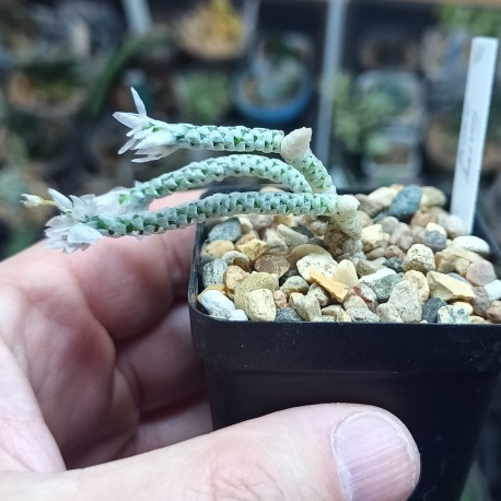 Avonia harveryi