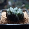 Хавортия Haworthia obtusa Dragon Claw - детка