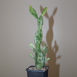 Опунция Opuntia monocantha variegata - черенок