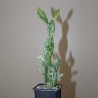 Опунция Opuntia monocantha variegata - черенок