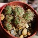 Tephrocactus ovatus