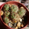 Тефрокактус Tephrocactus ovatus - черенок