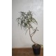 Брахихитон наскальный Brachychiton rupestris
