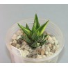 Haworthia attenuata variegata yellow