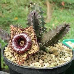 ърхив - Хуэрния Huernia zebrina