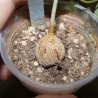 Неоальсомитра Neoalsomitra sarcophylla