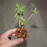 Талинум Talinum sp. Pichimwenga ex PLANTEMANIA (SDL 526)