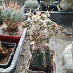 Astrophytum ornatum Kikko