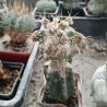 Астрофитум Astrophytum ornatum Kikko - прививка