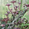 Ceropegia cimiciodora - черенок