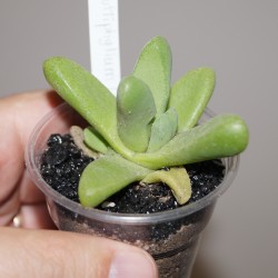 Glottiphyllum oligocarpum