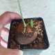 Стефания Stephania erecta