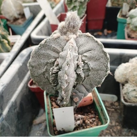 Astrophytum myriostigma Fukuryu