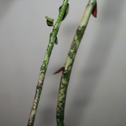 Euphorbia bemarahaensis