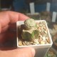 Euphorbia piscidermis