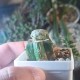 Euphorbia piscidermis