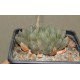 Haworthia cooperii philifera