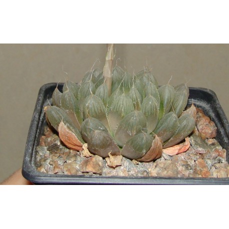 Haworthia cooperii philifera