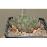 Хавортия Haworthia cooperi pilifera 3 см