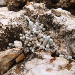 Avonia papyracea