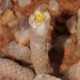 Avonia papyracea