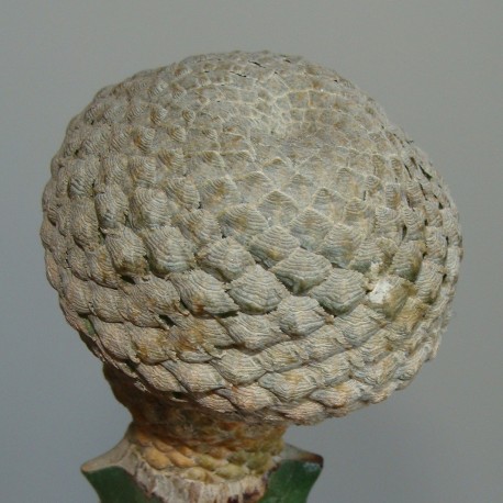 Euphorbia piscidermis