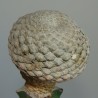 Эуфорбия Euphorbia piscidermis - прививка