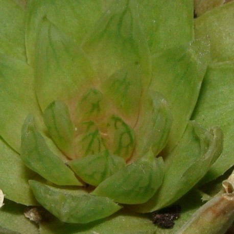 Haworthia picturata