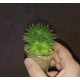 Haworthia picturata