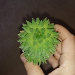 Haworthia picturata