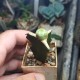 Euphorbia turbiniformis