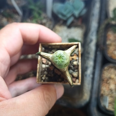 Euphorbia turbiniformis