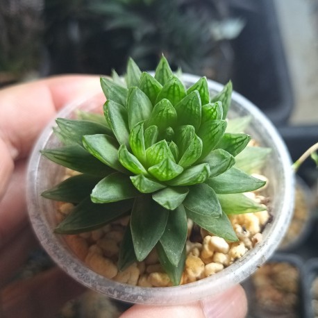 Haworthia picturata