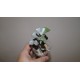 Adromischus aff. truncatus Thick Leaves