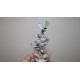 Adromischus aff. truncatus Thick Leaves