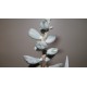 Adromischus aff. truncatus Thick Leaves