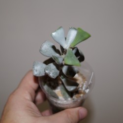 Adromischus aff. truncatus Thick Leaves