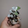 Адромискус Adromischus aff. truncatus Thick Leaves - лист