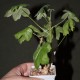 Pelargonium sp, ex Pongola river