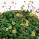 Monanthes polyphylla