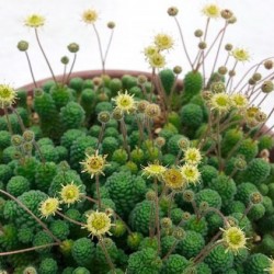 Monanthes polyphylla